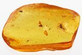 Detailed Fossil Long-Legged Fly, Midge, and Moth Fly In Baltic Amber #346569-1